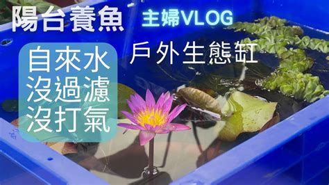 睡蓮養魚|戶外生態缸/陽台佈置/生態魚缸/睡蓮種植方法(V156)